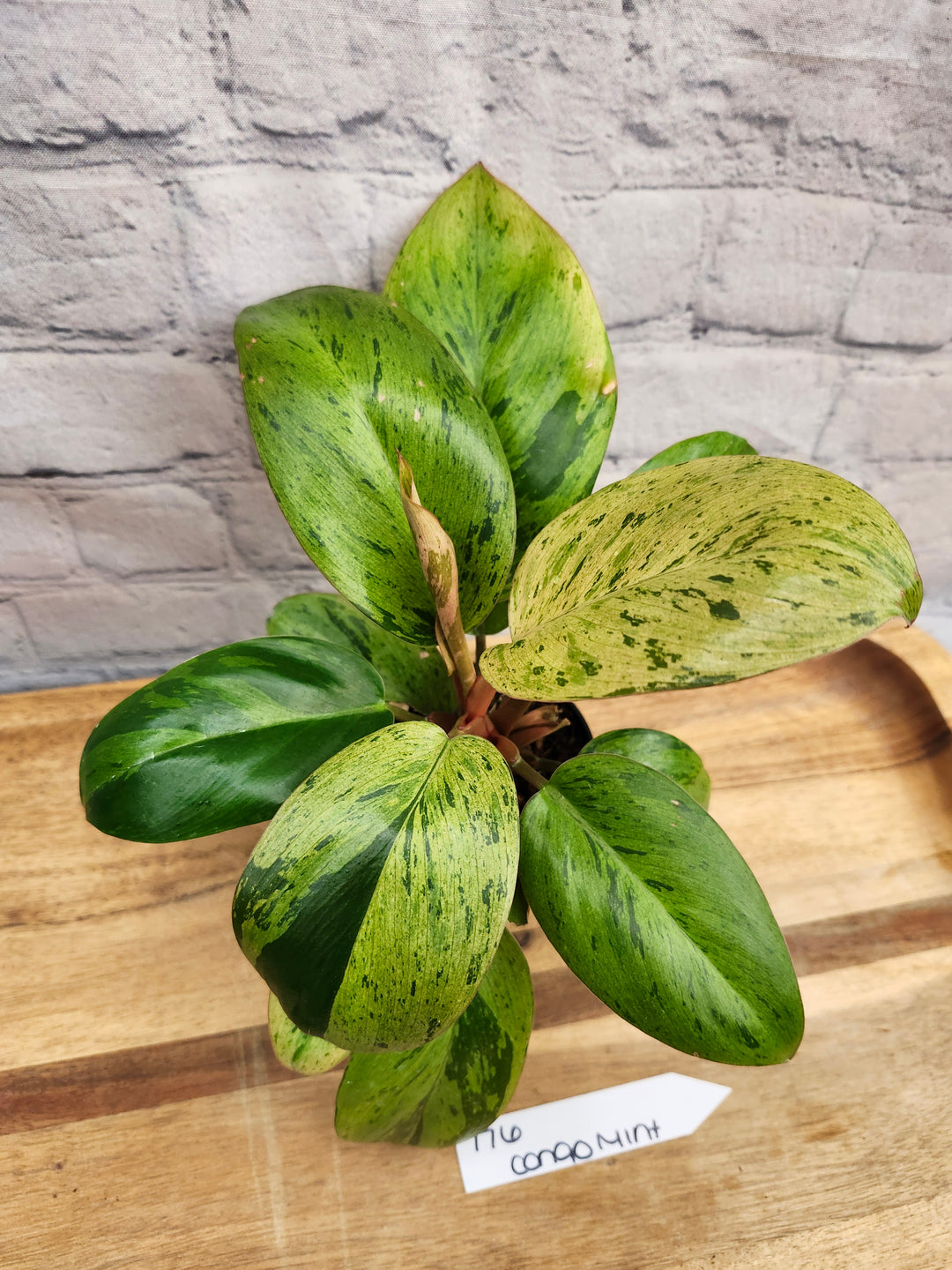 Philodendron Red Congo Mint (3in)-776