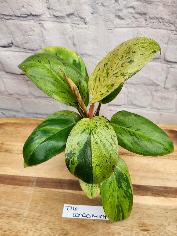 Philodendron Red Congo Mint (3in)-776