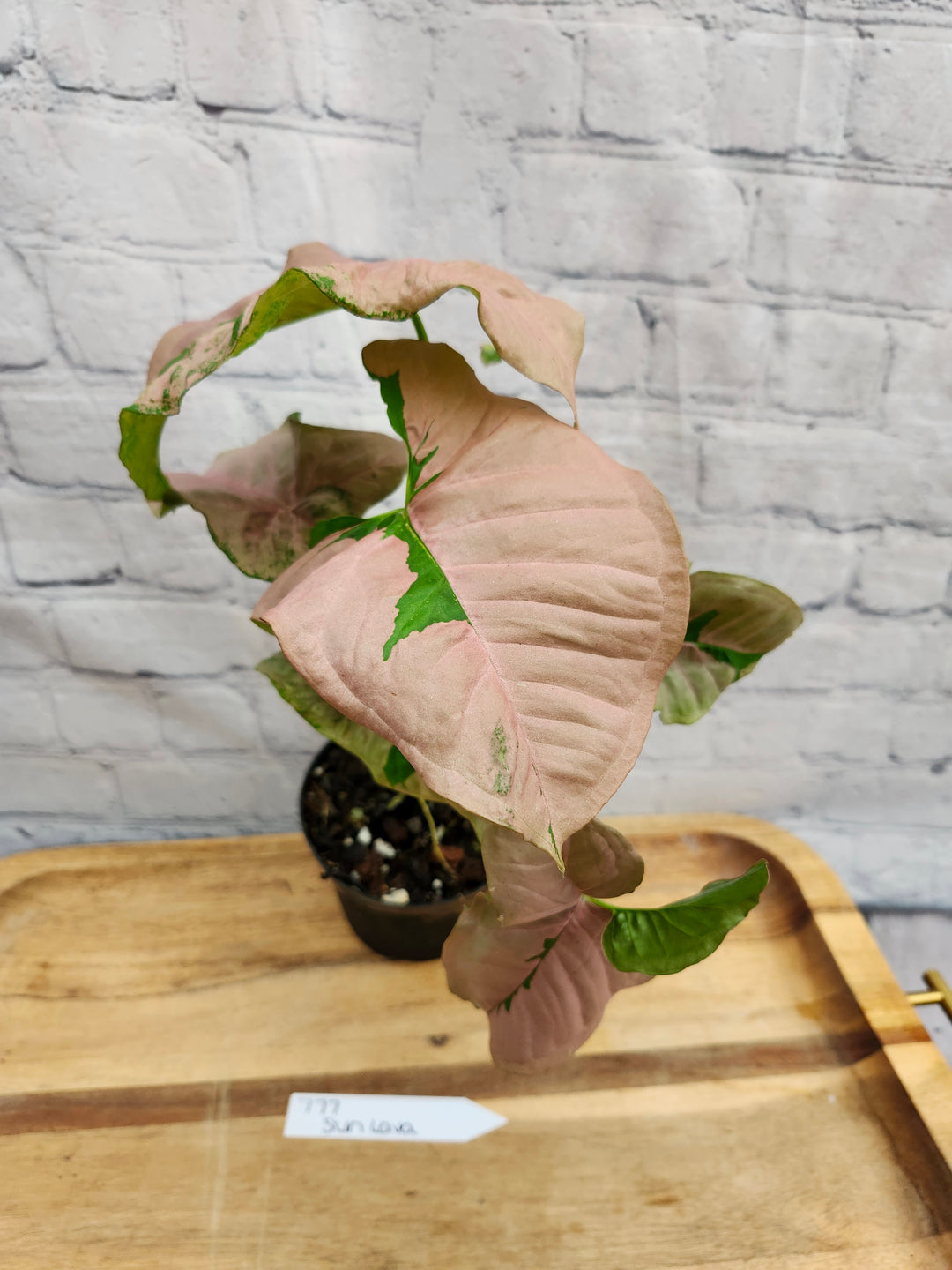 Syngonium Pink Lava (4in)-777