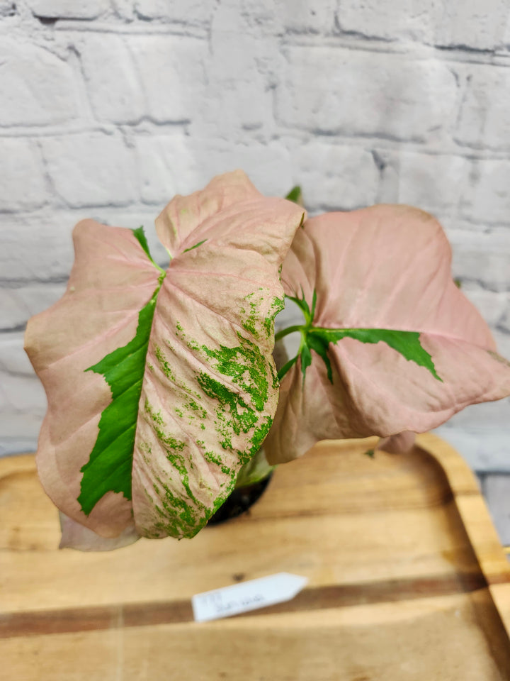 Syngonium Pink Lava (4in)-777