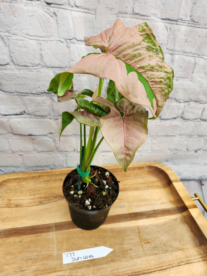 Syngonium Pink Lava (4in)-777