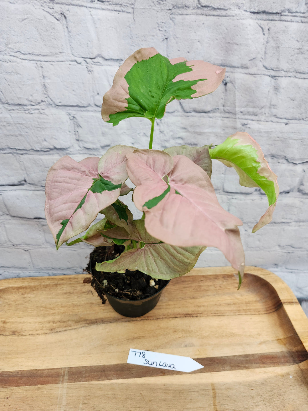 Syngonium Pink Lava (4in)-778