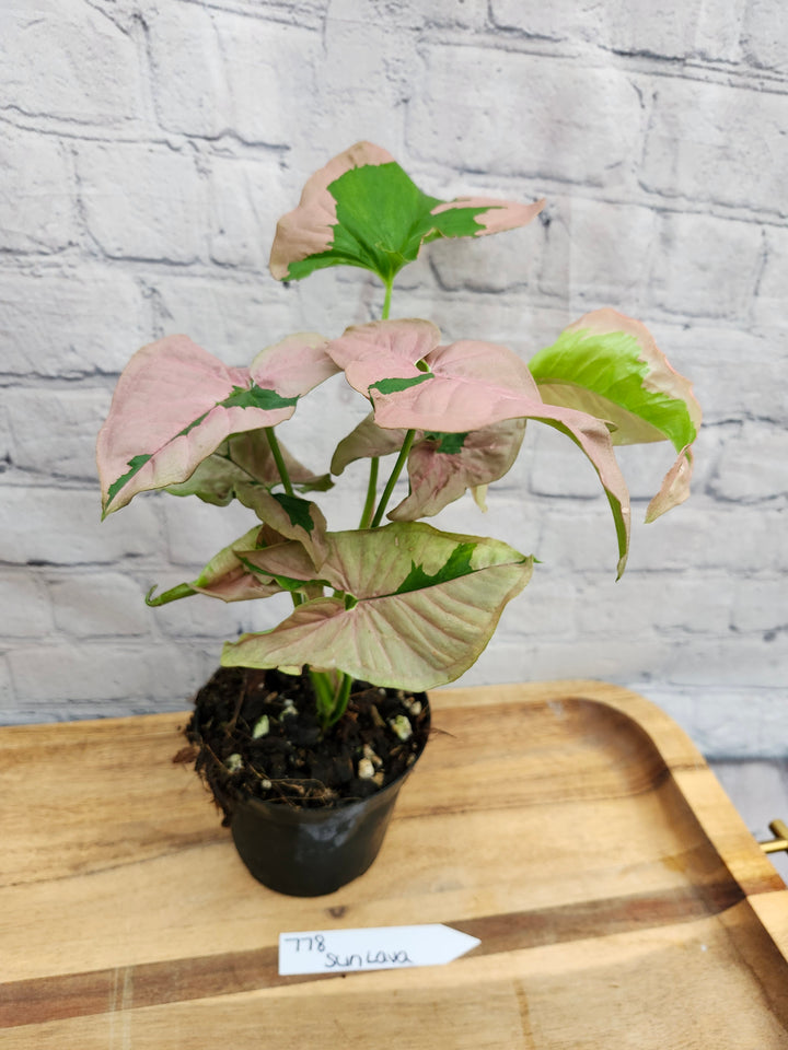 Syngonium Pink Lava (4in)-778