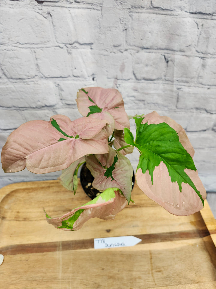 Syngonium Pink Lava (4in)-778