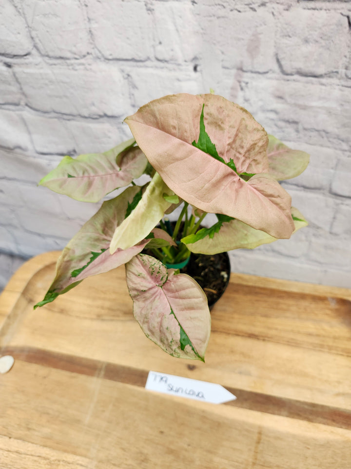 Syngonium Pink Lava (4in)-779