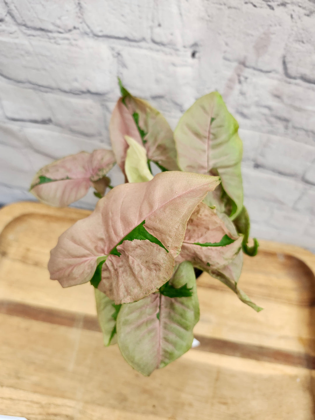 Syngonium Pink Lava (4in)-779