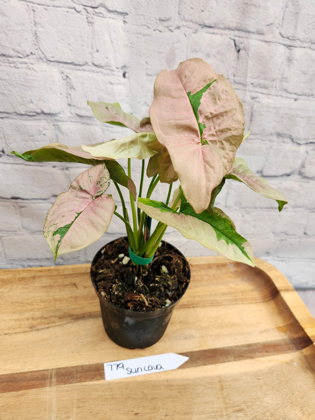 Syngonium Pink Lava (4in)-779