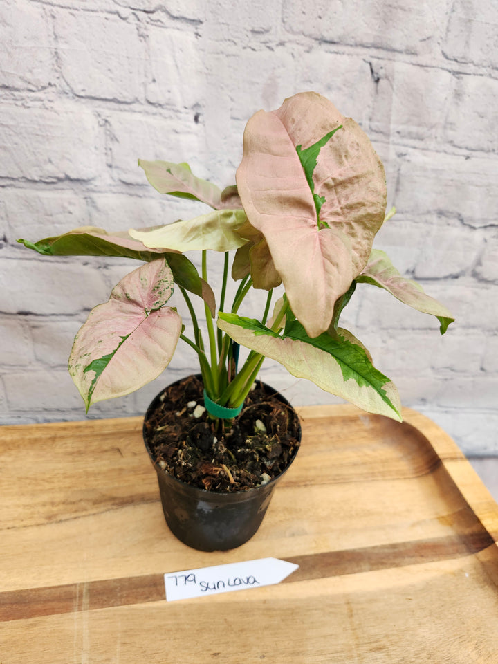 Syngonium Pink Lava (4in)-779