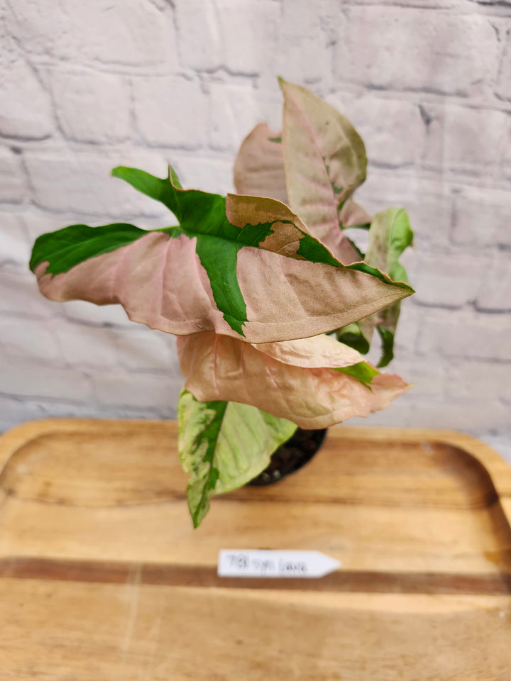 Syngonium Pink Lava (4in)-781