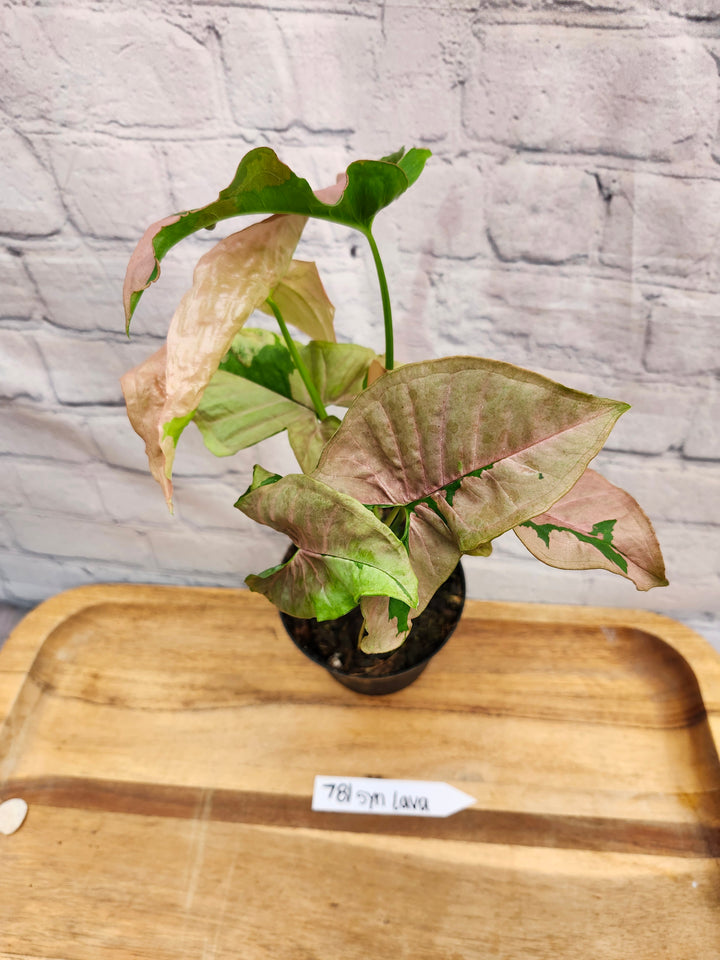 Syngonium Pink Lava (4in)-781