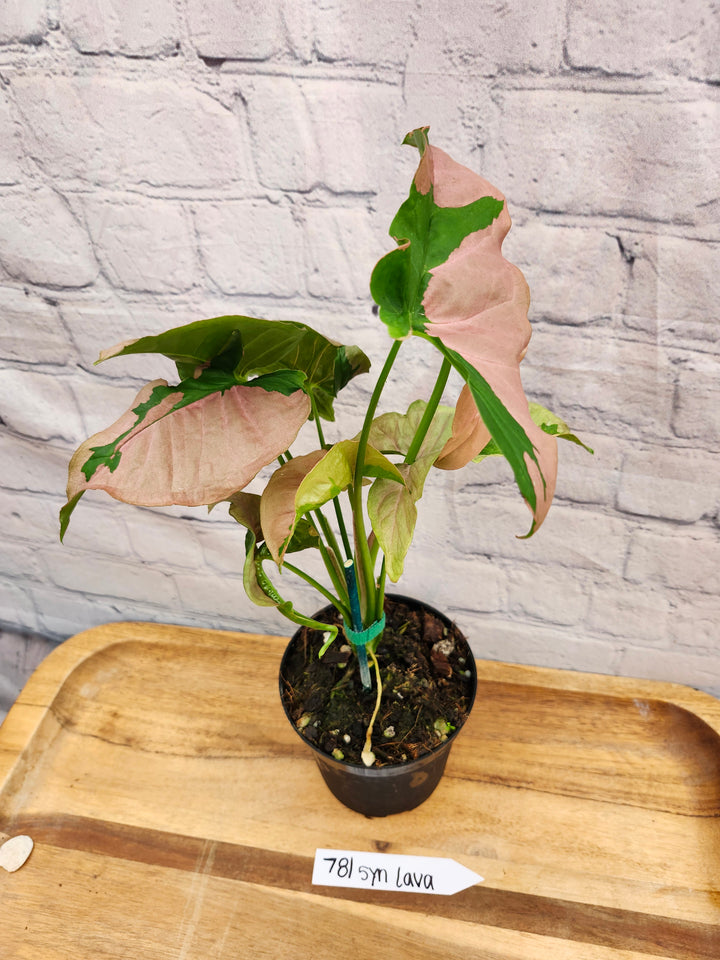 Syngonium Pink Lava (4in)-781