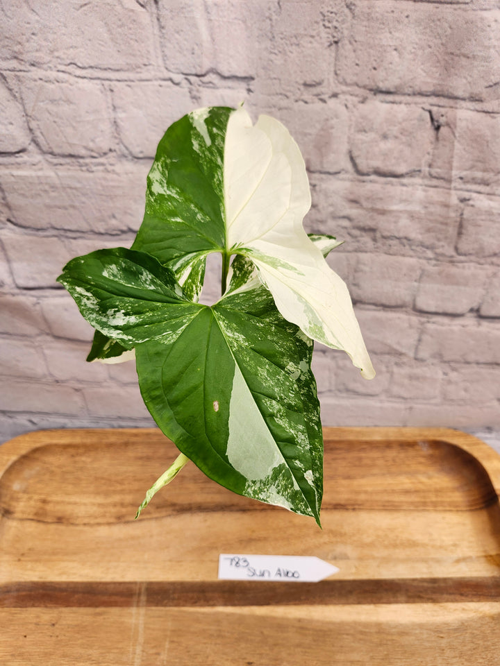Syngonium Albo (3in)-783