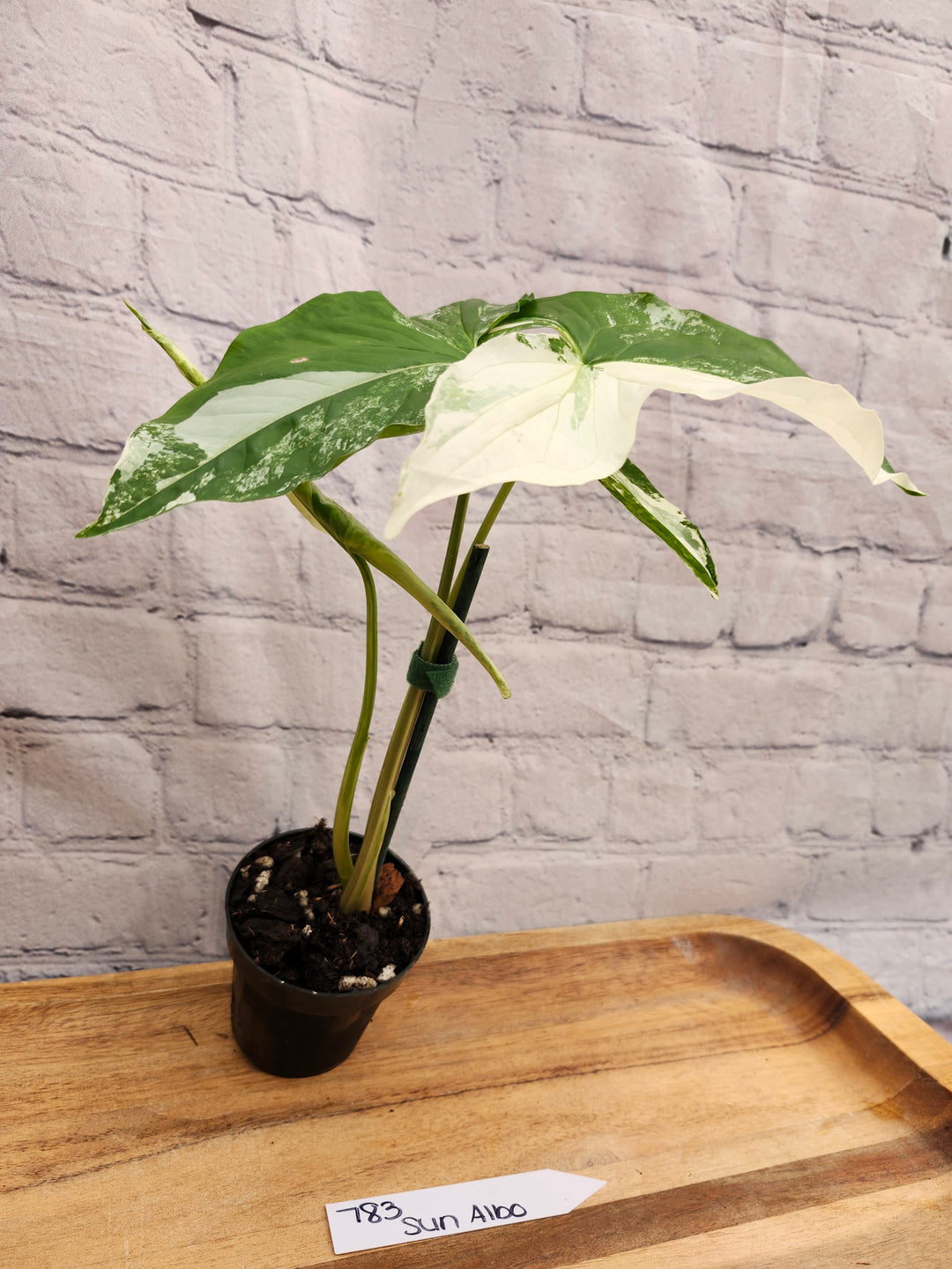 Syngonium Albo (3in)-783