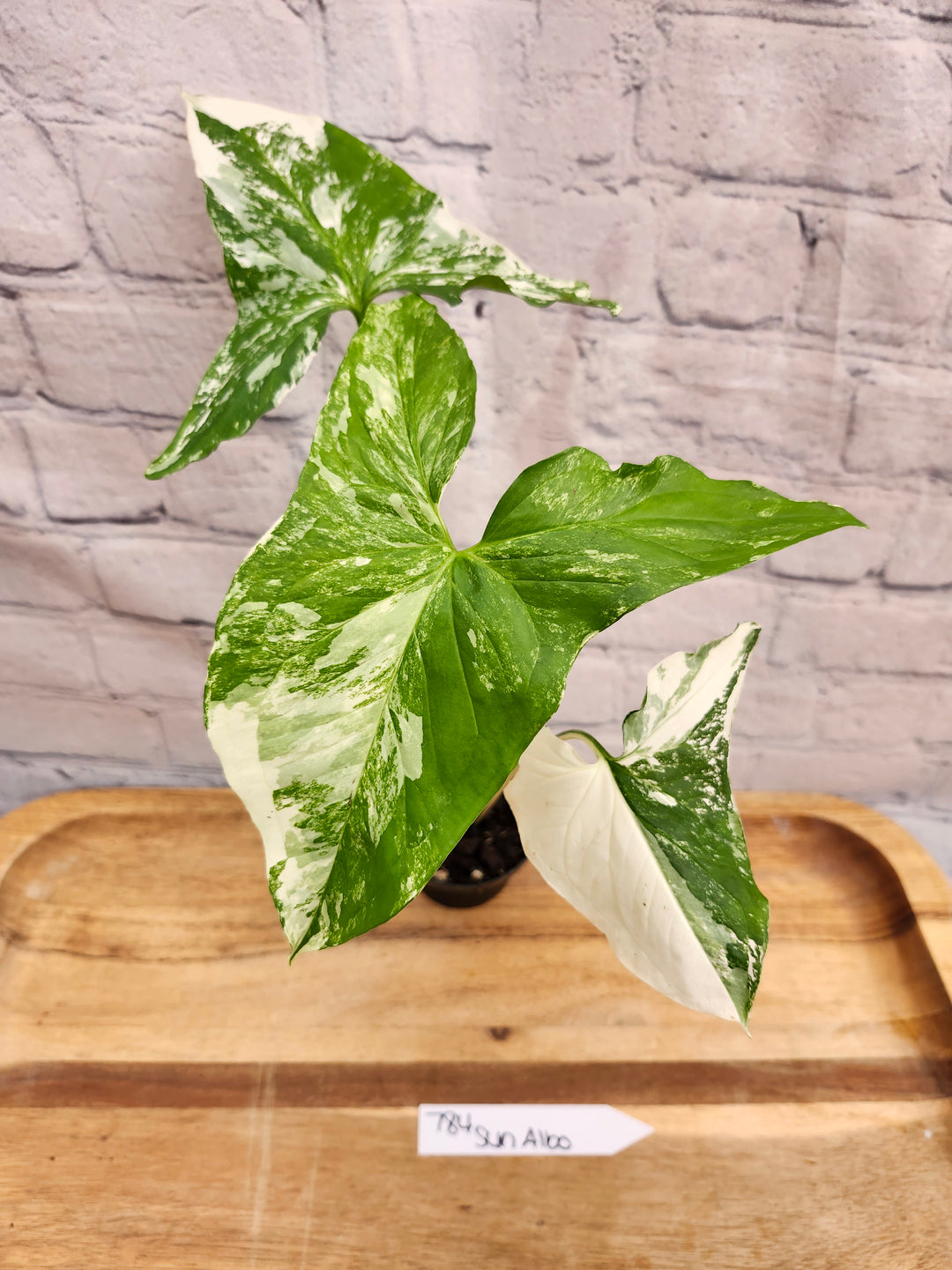Syngonium Albo (3in)-784