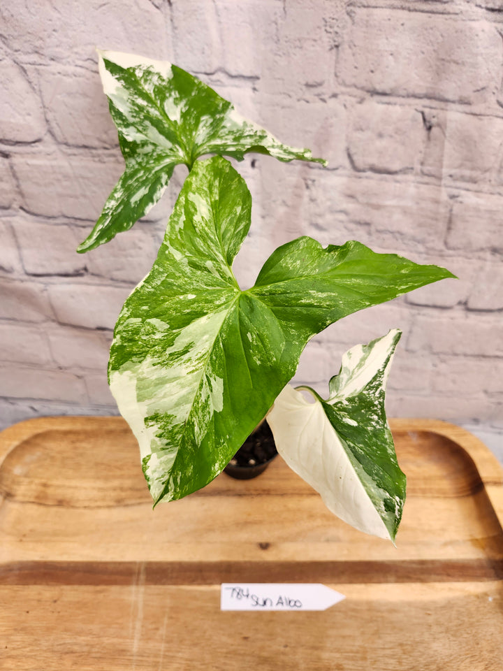 Syngonium Albo (3in)-784