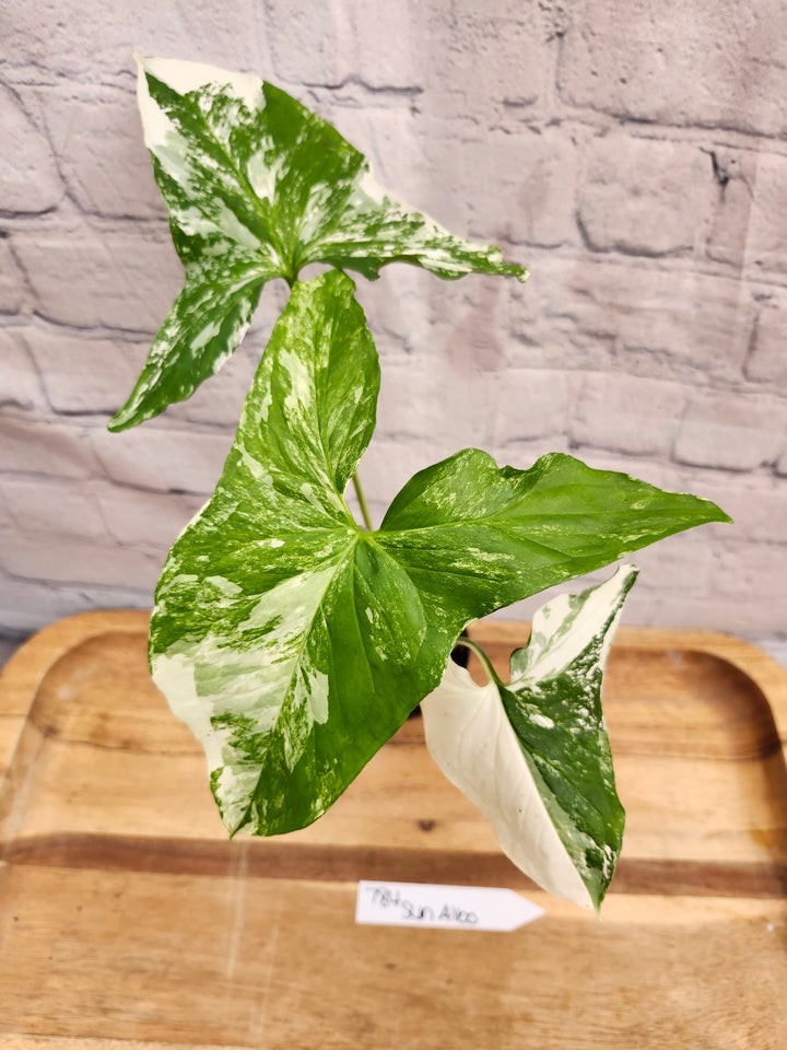 Syngonium Albo (3in)-784