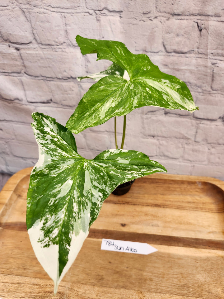 Syngonium Albo (3in)-784