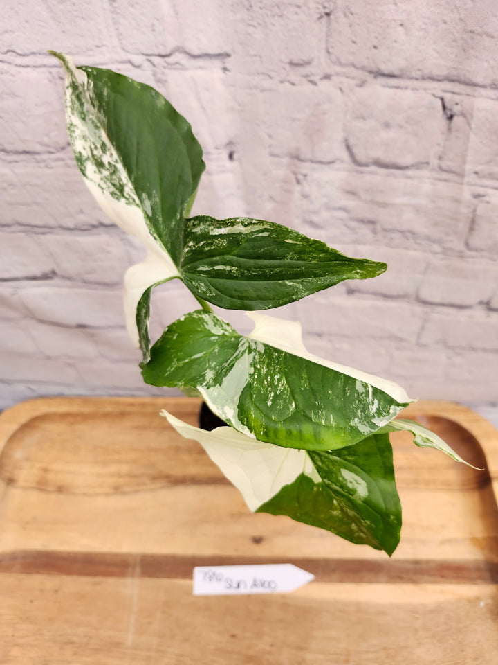 Syngonium Albo (3in)-786