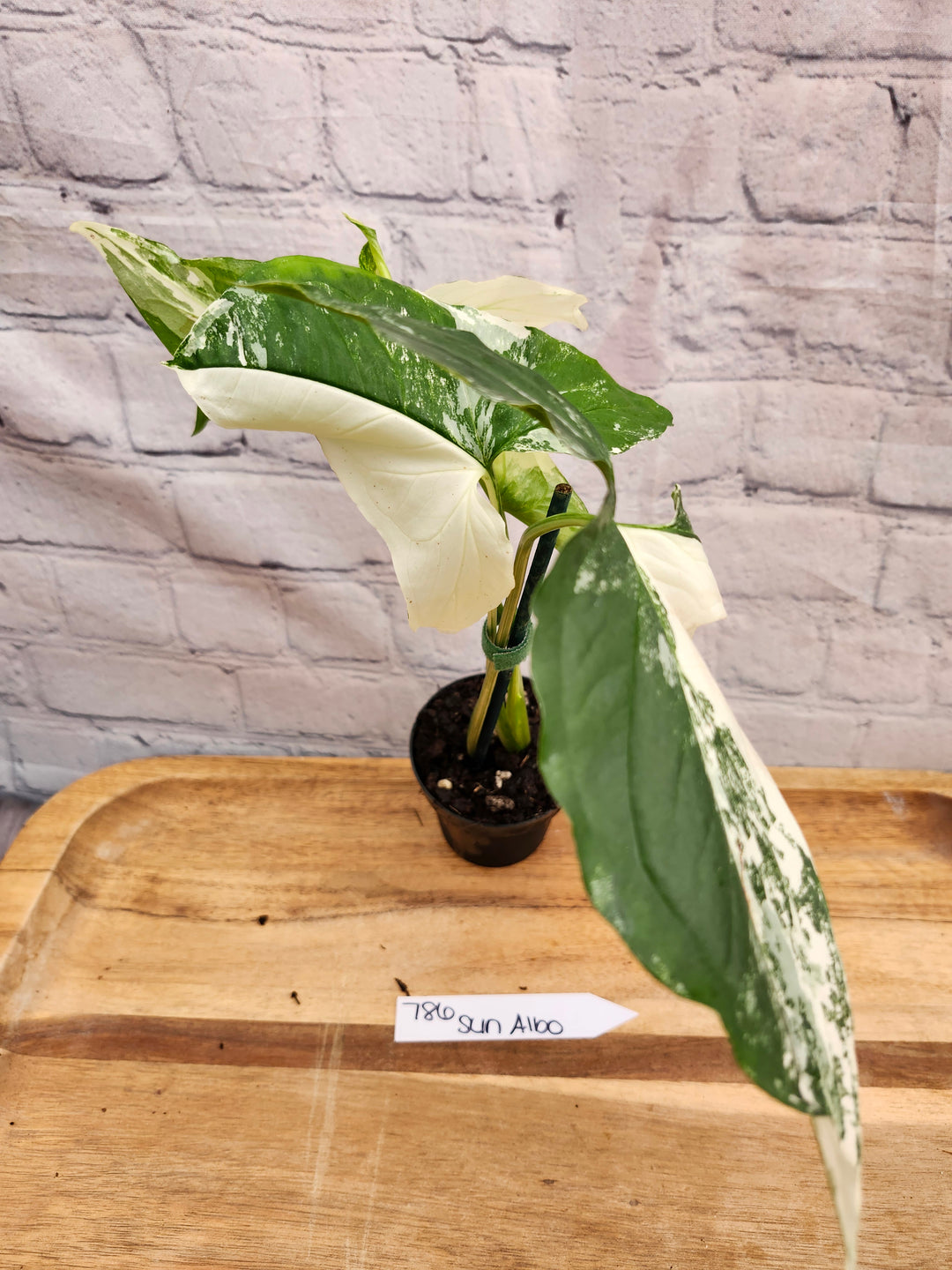 Syngonium Albo (3in)-786