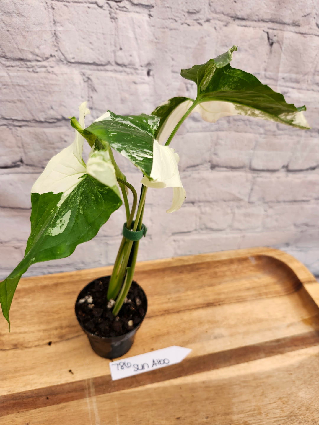 Syngonium Albo (3in)-786