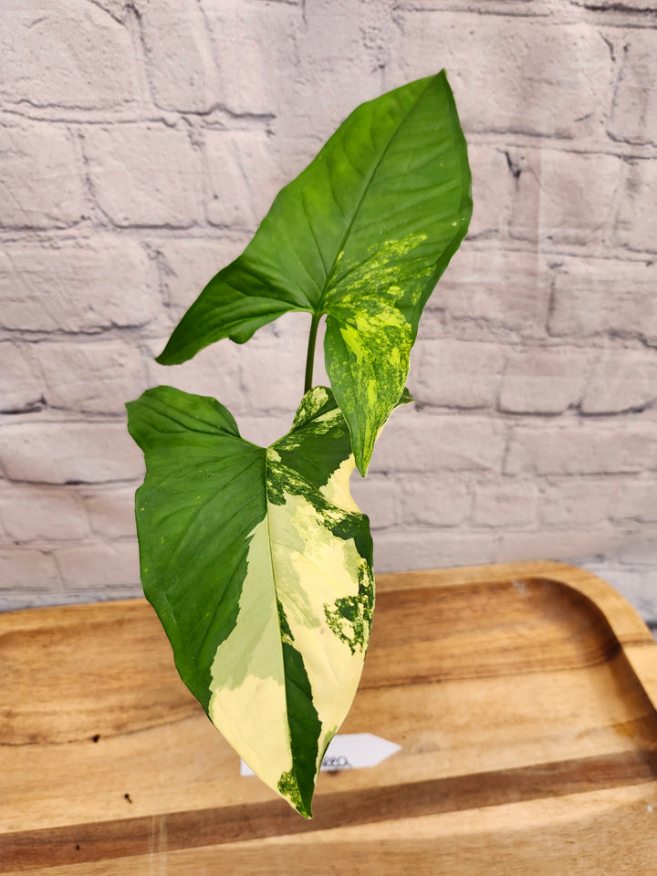 Syngonium Aurea (4in)-787