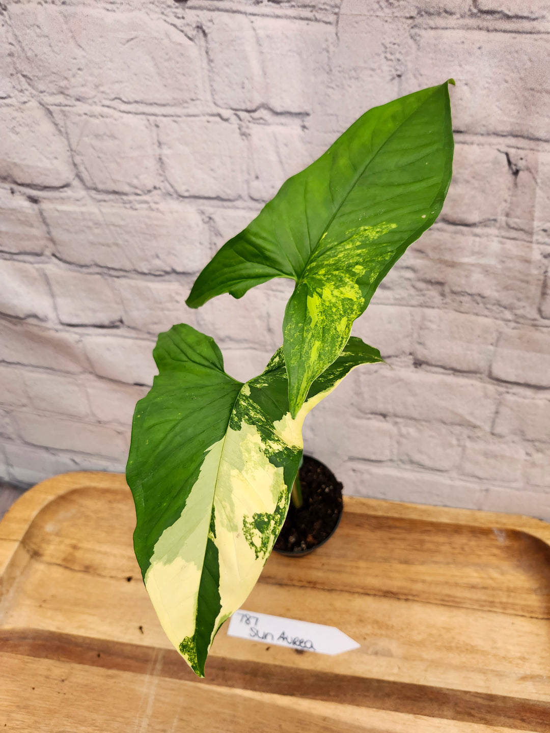 Syngonium Aurea (4in)-787