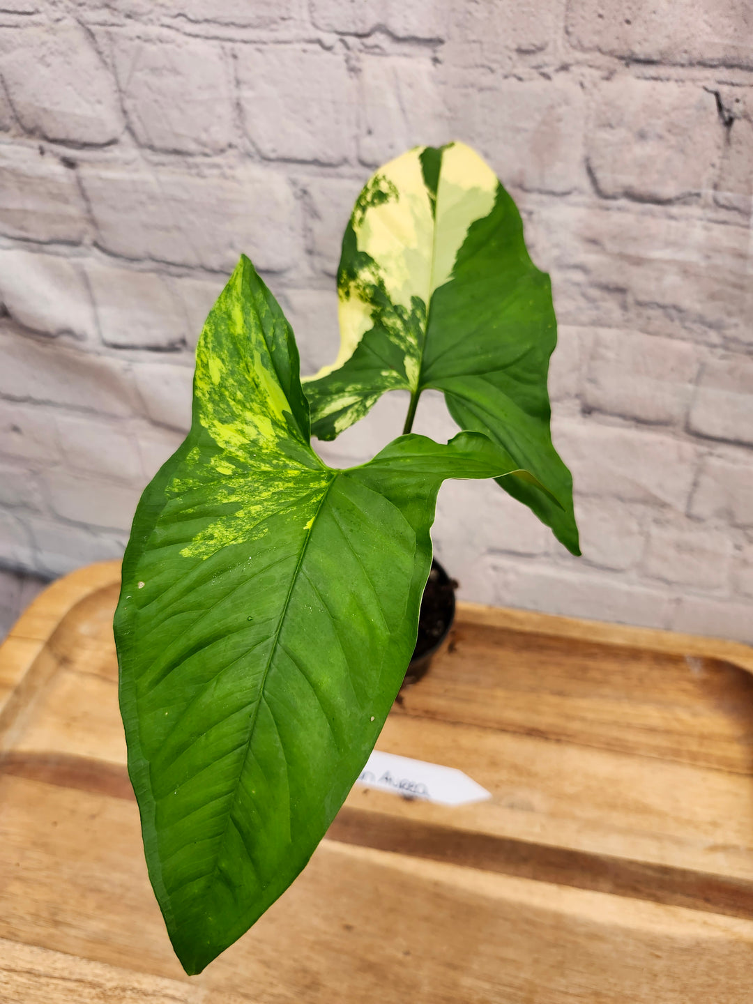 Syngonium Aurea (4in)-787