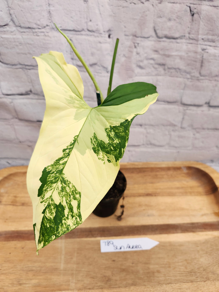 Syngonium Aurea (4in)-789