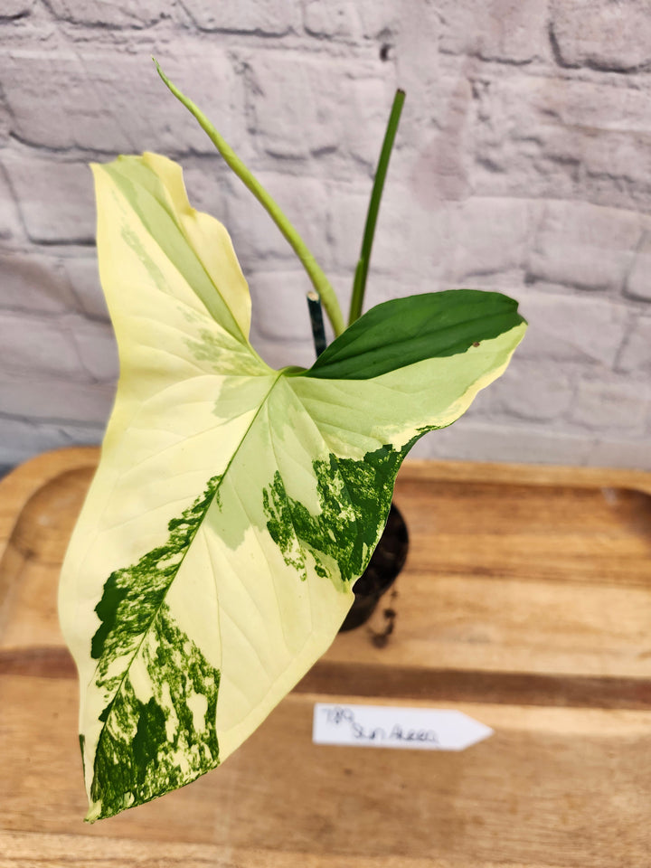 Syngonium Aurea (4in)-789