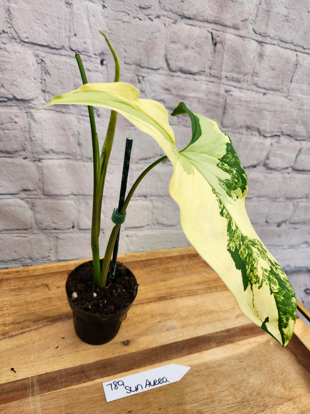 Syngonium Aurea (4in)-789