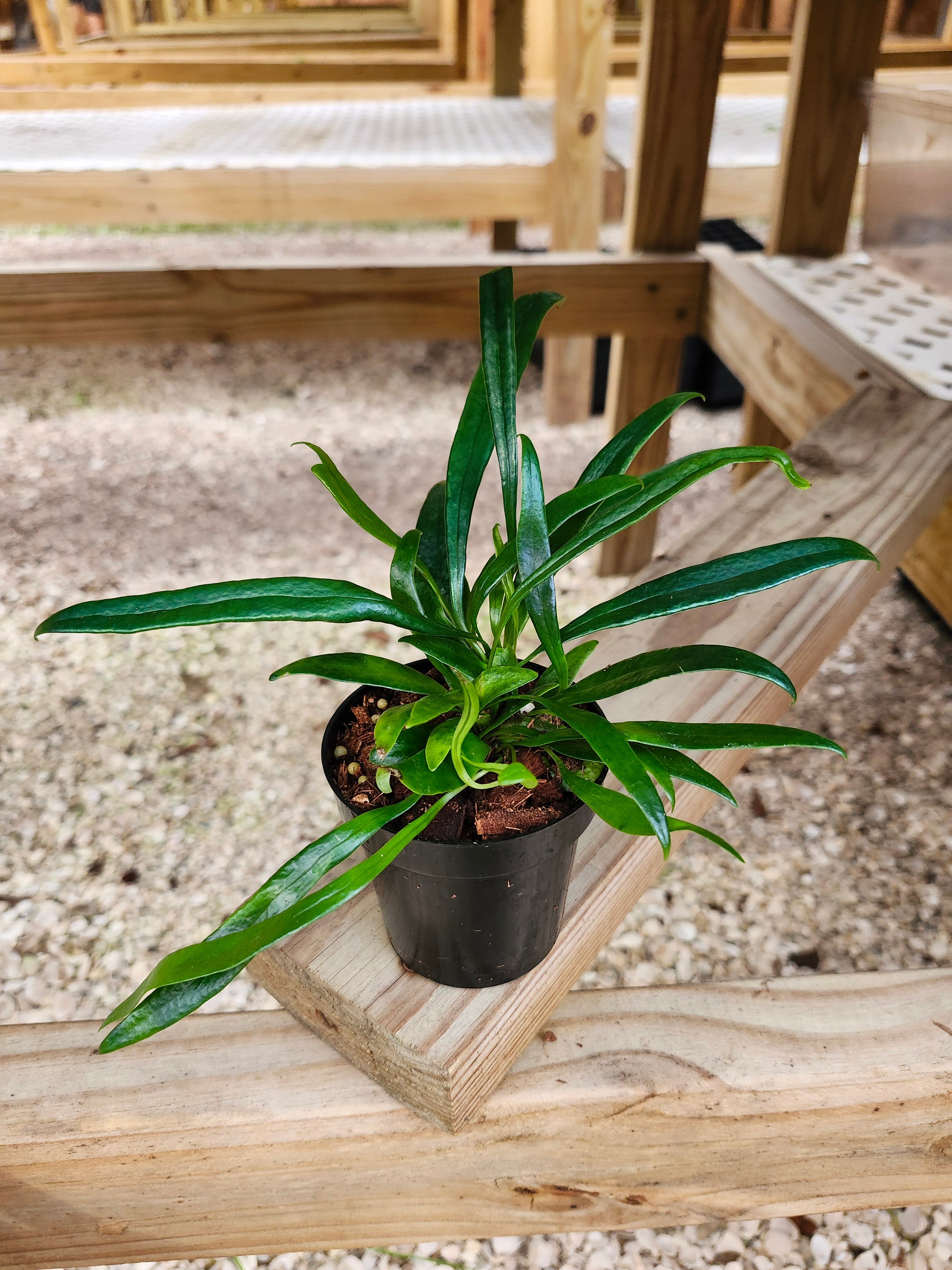 Orange Lake Nursery Fern - Thumbnail 2