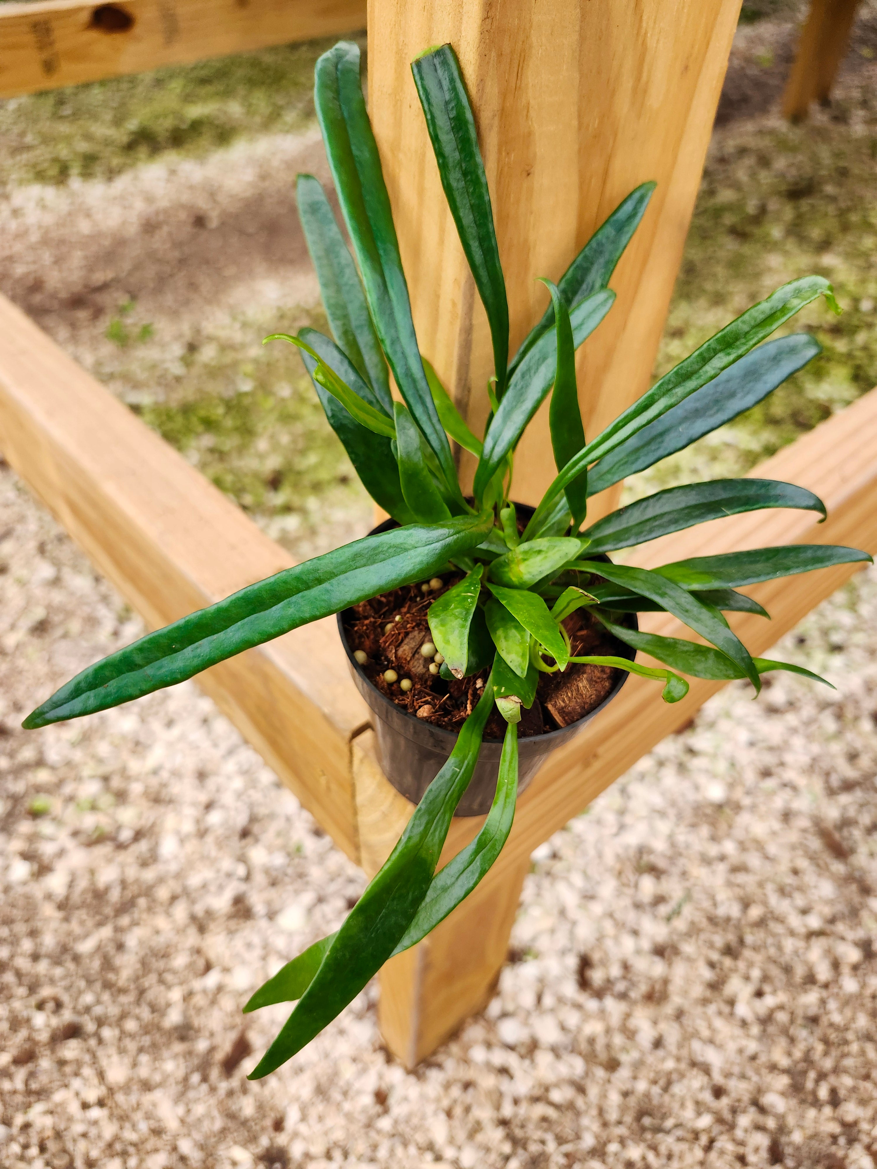Orange Lake Nursery Fern