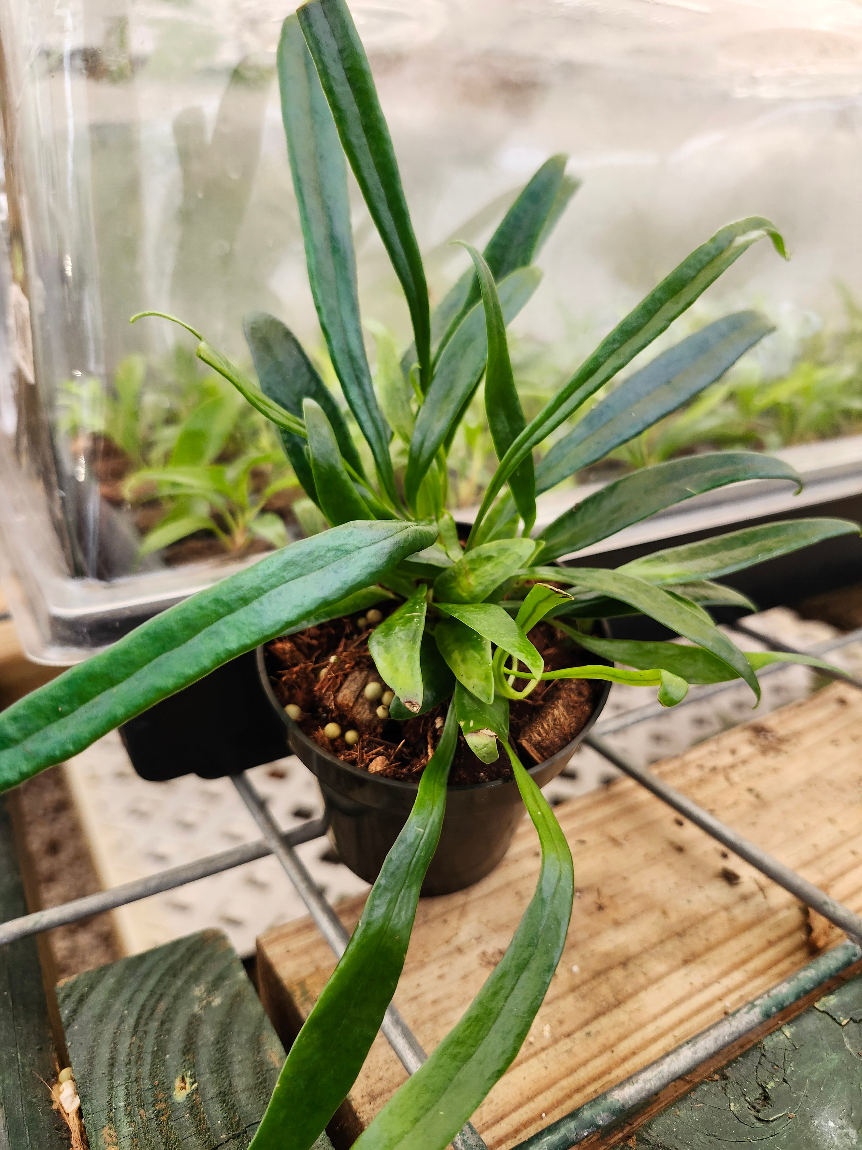 Orange Lake Nursery Fern - Thumbnail 3