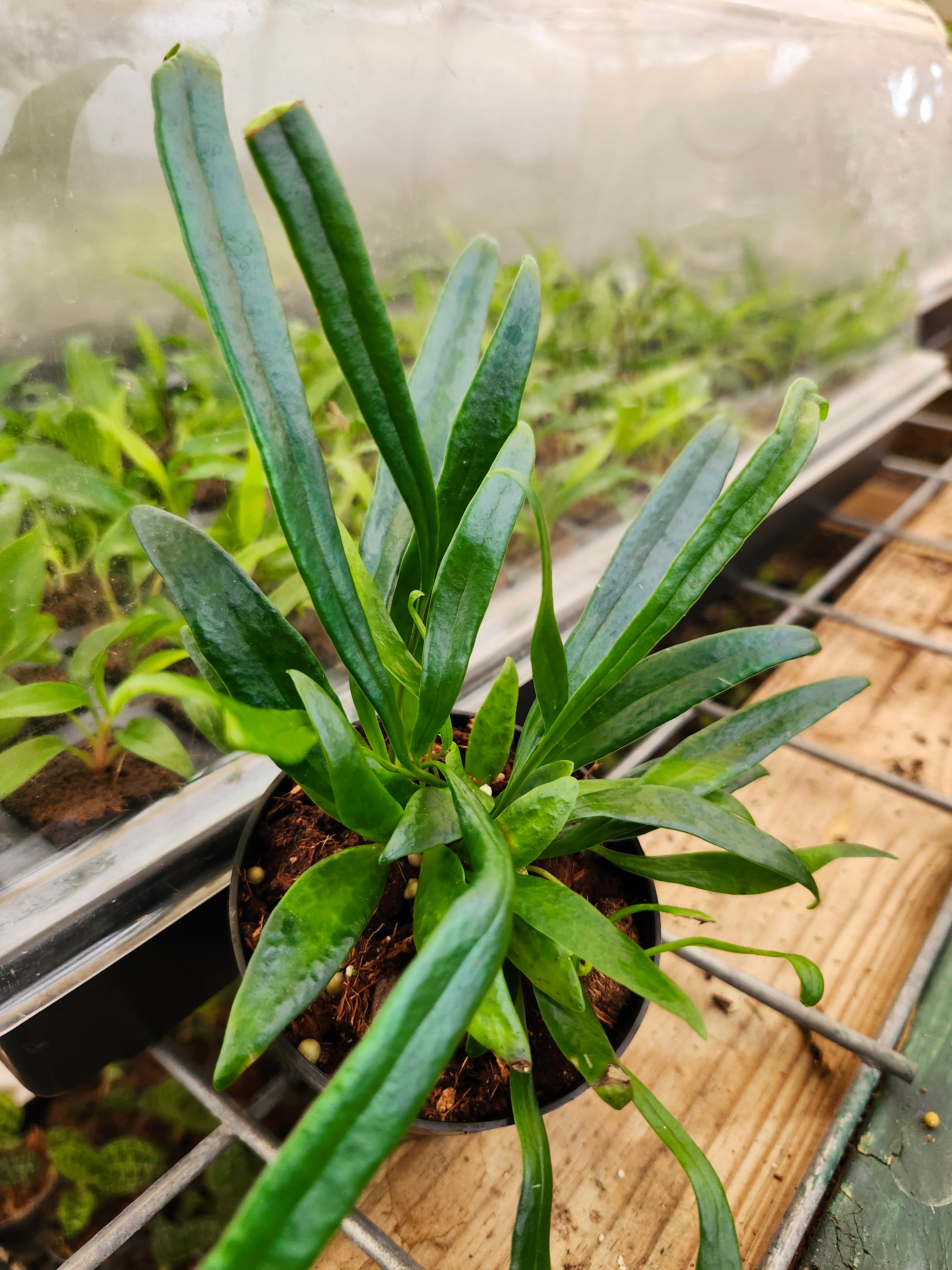 Orange Lake Nursery Fern - Thumbnail 5