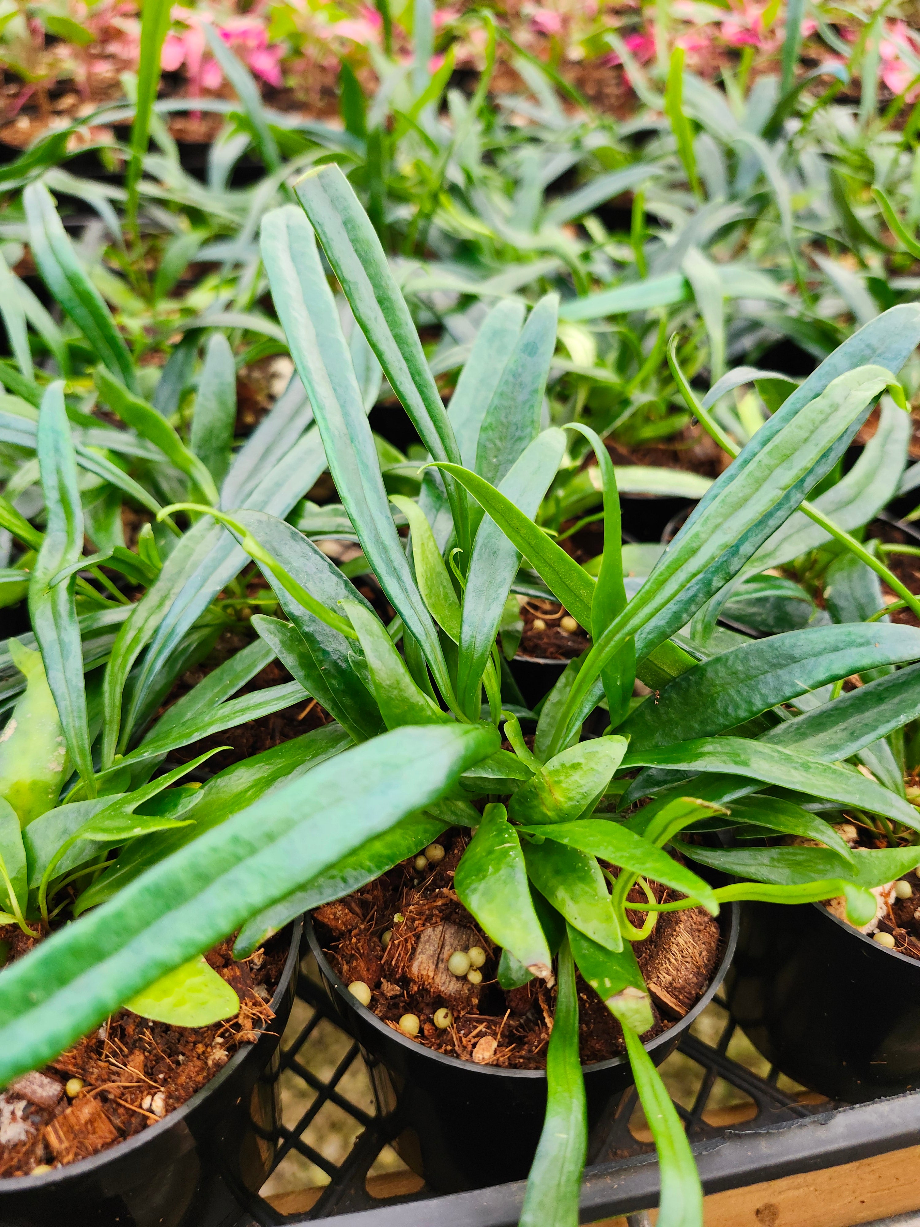 Orange Lake Nursery Fern - Thumbnail 4