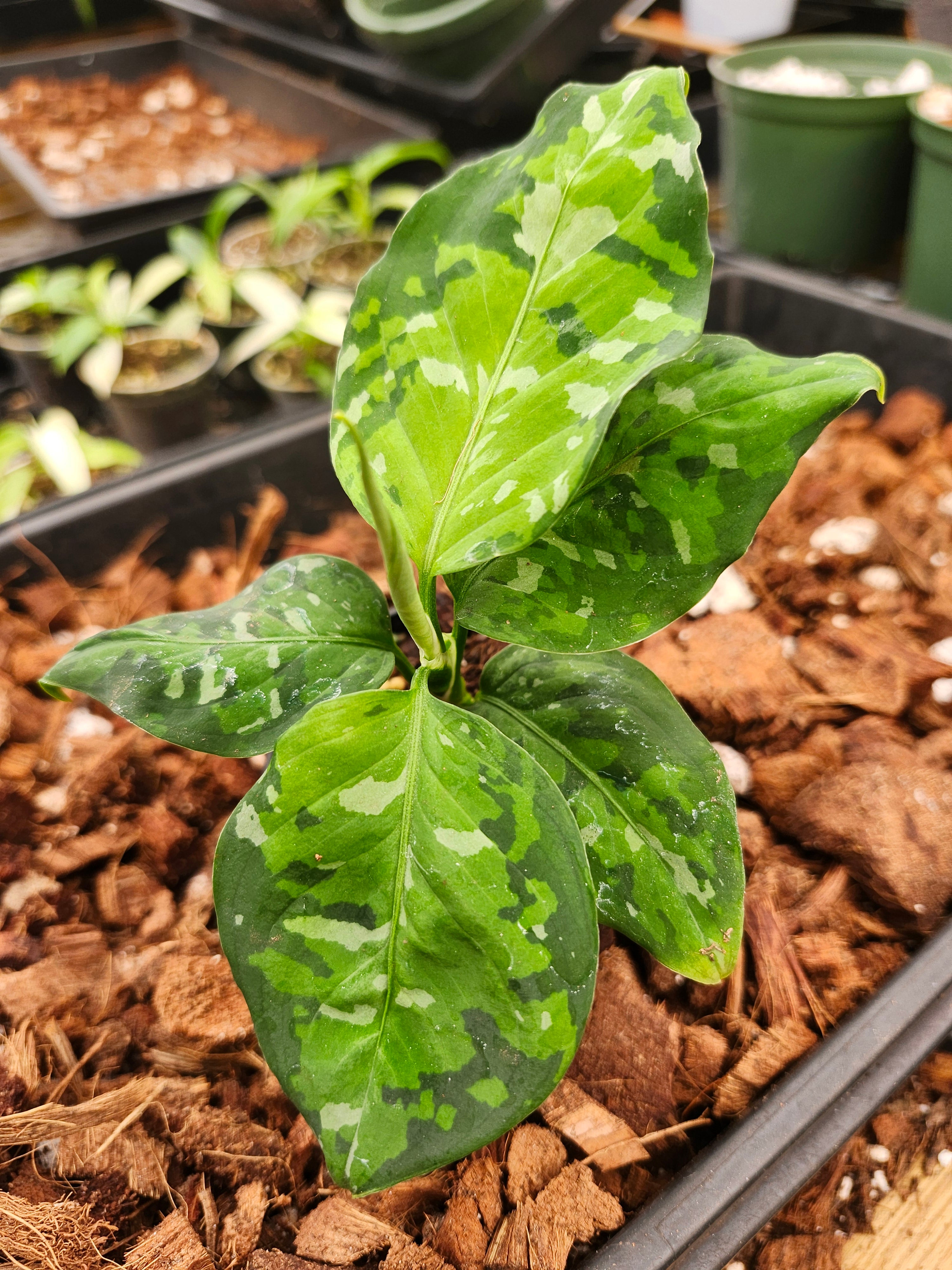 Orange Lake Nursery Aglaonema Pictum Tricolor - Thumbnail 2