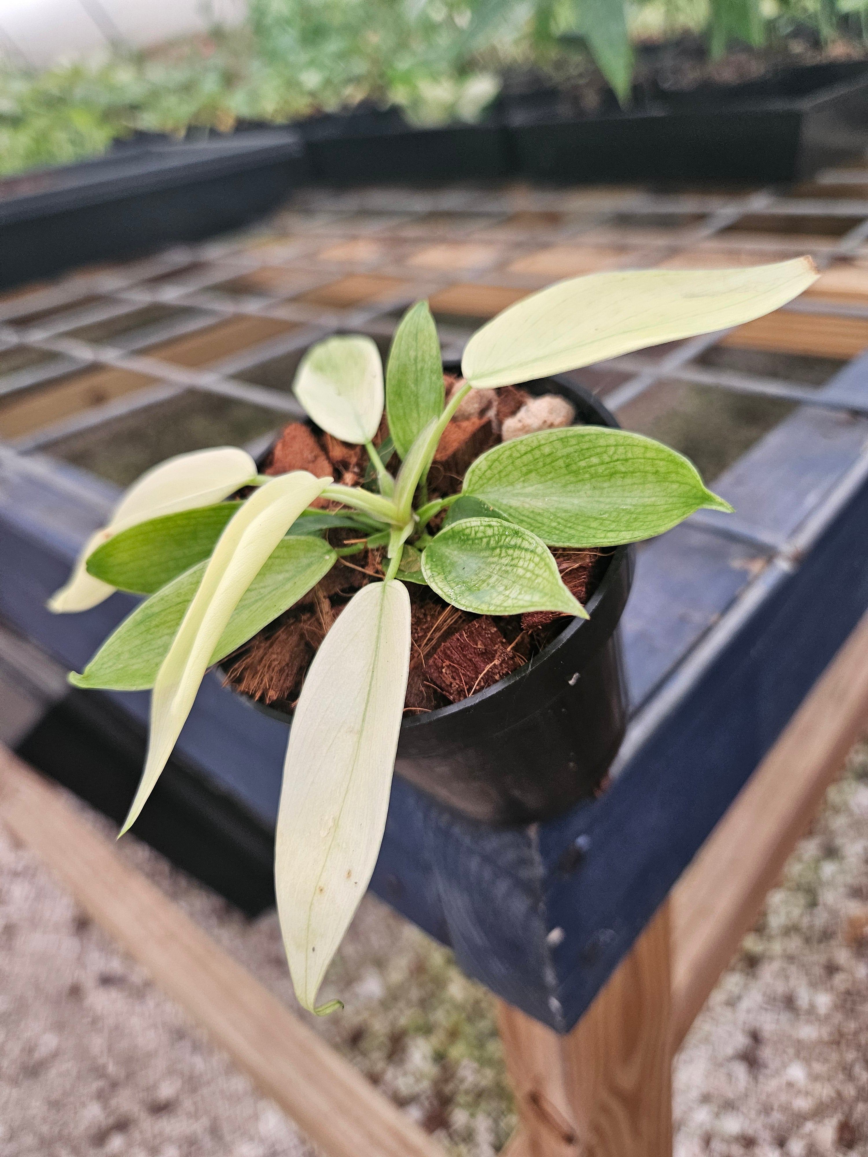 Orange Lake Nursery Philodendron Florida Ghost - Thumbnail 5