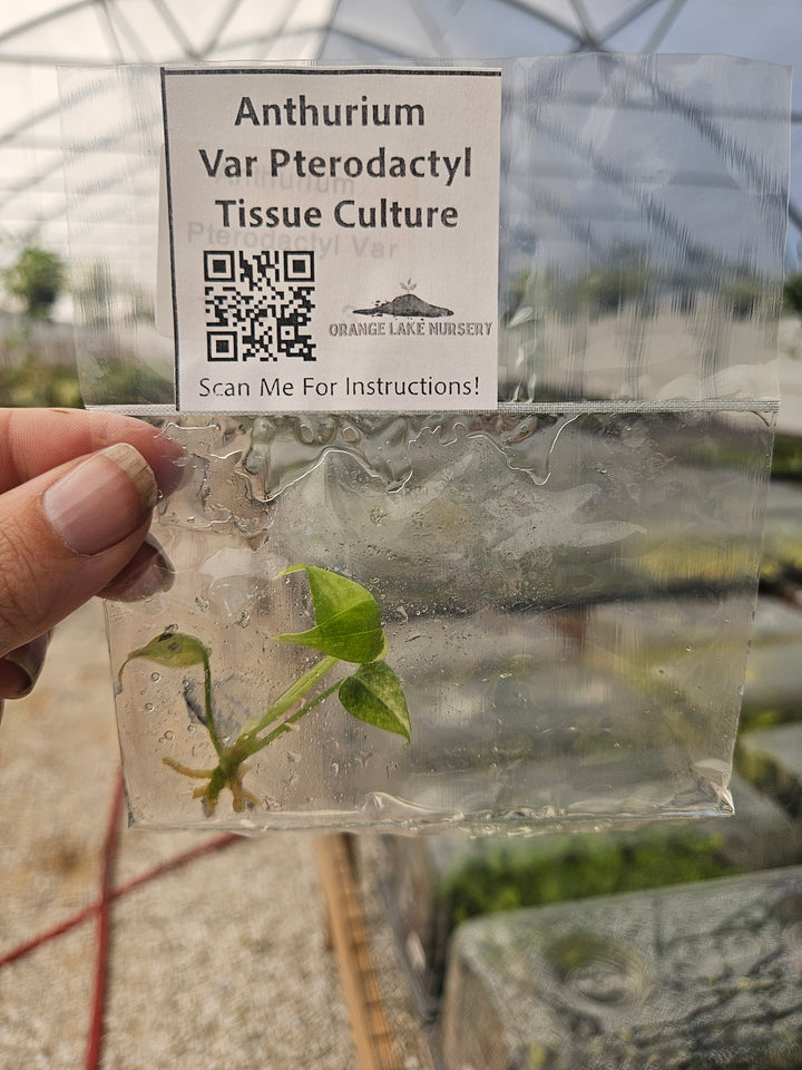 Anthurium Pterodactyl Variegated Tissue Culture