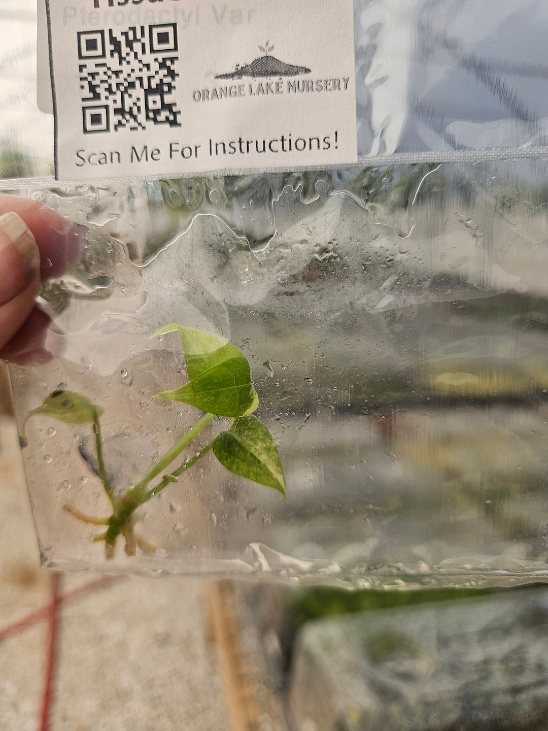 Anthurium Pterodactyl Variegated Tissue Culture