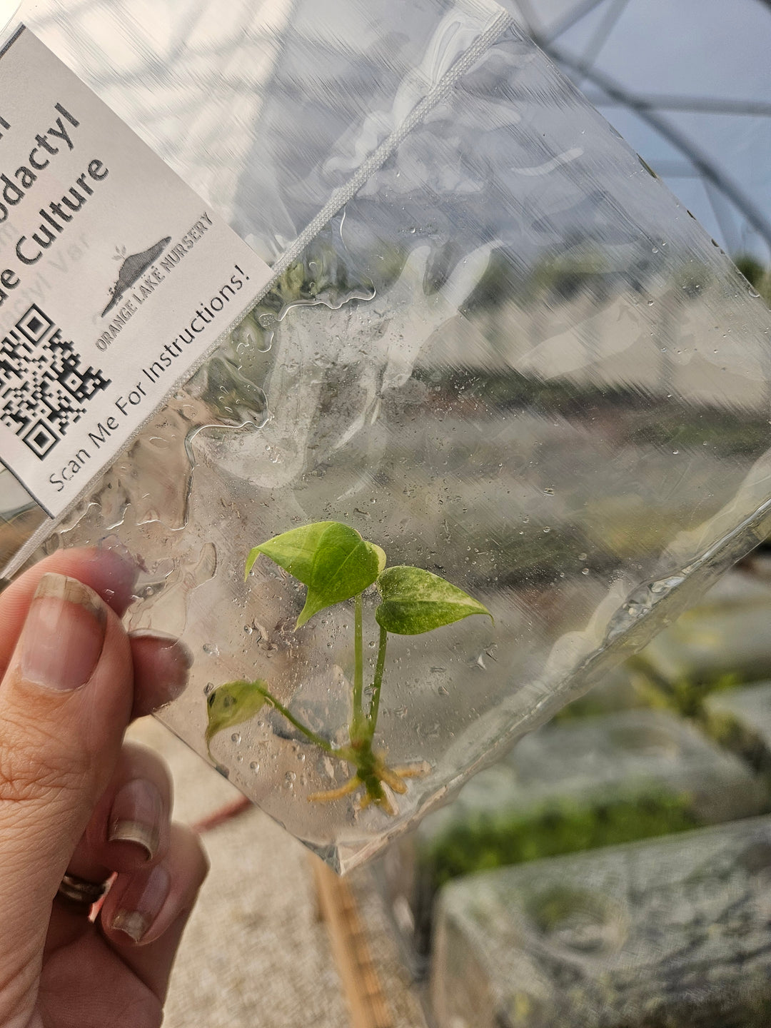 Anthurium Pterodactyl Variegated Tissue Culture