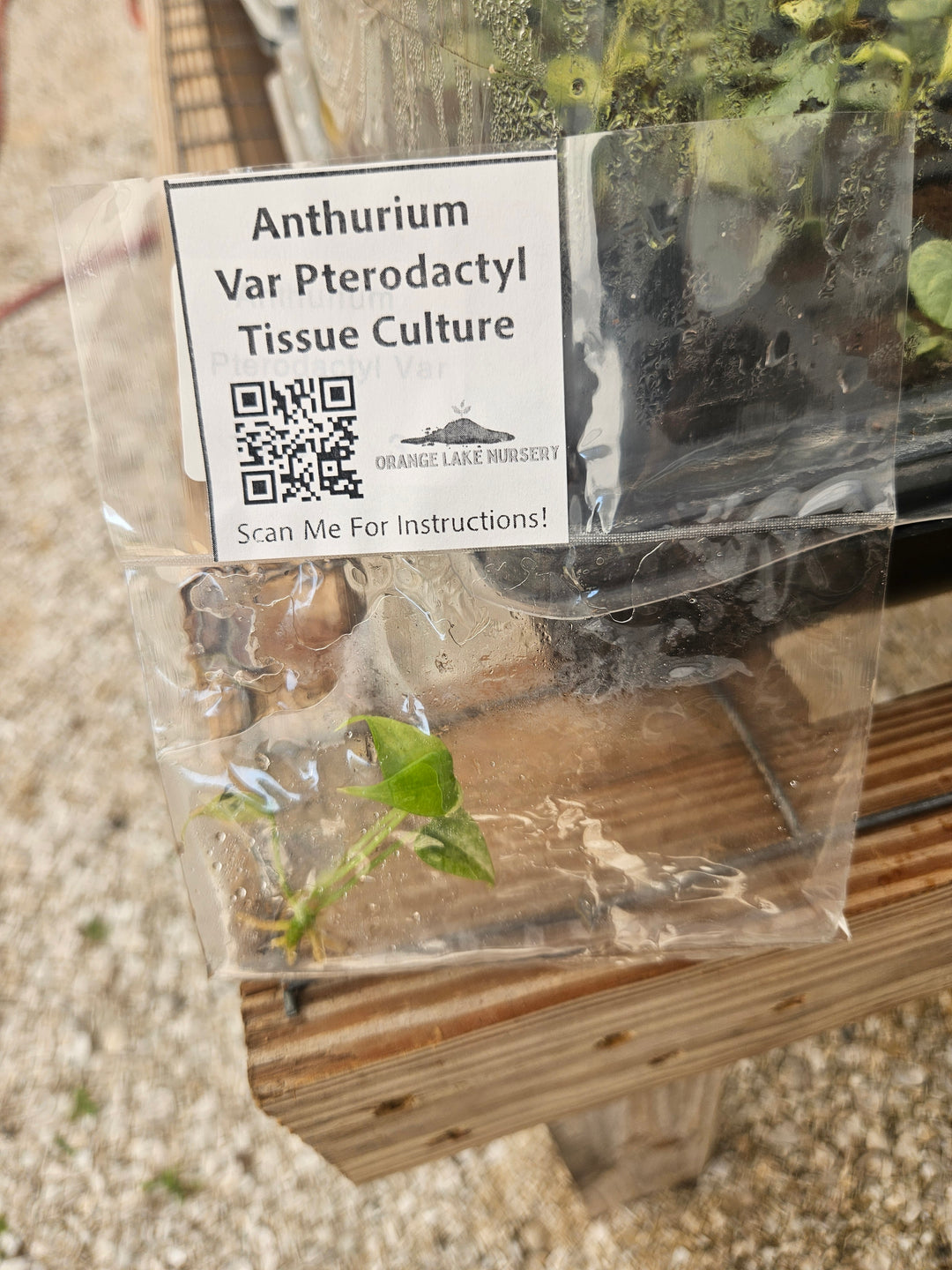 Anthurium Pterodactyl Variegated Tissue Culture