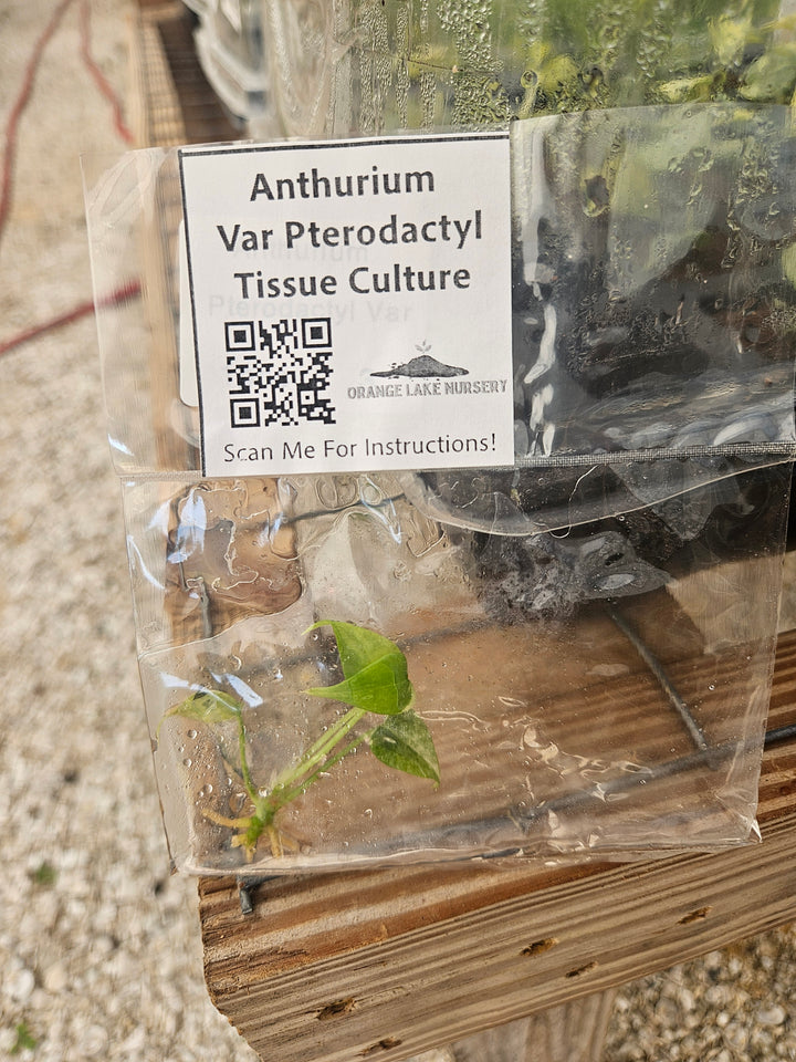 Anthurium Pterodactyl Variegated Tissue Culture