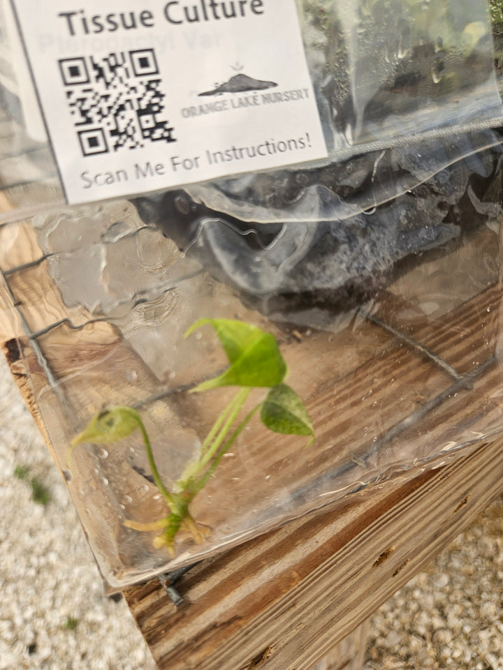 Anthurium Pterodactyl Variegated Tissue Culture