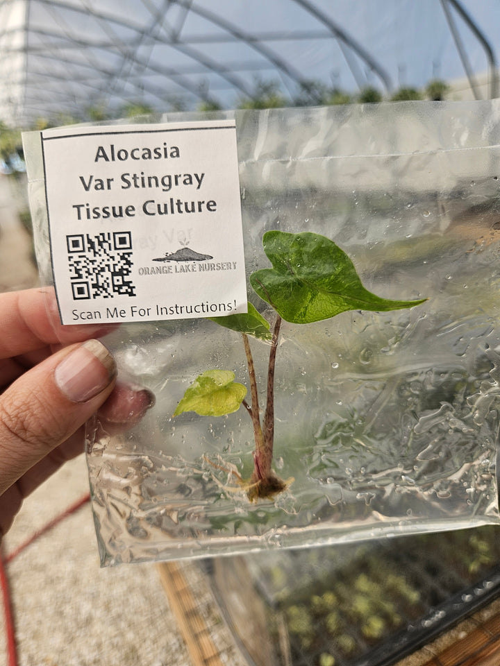 Alocasia Variegated Stingray Tissue Culture