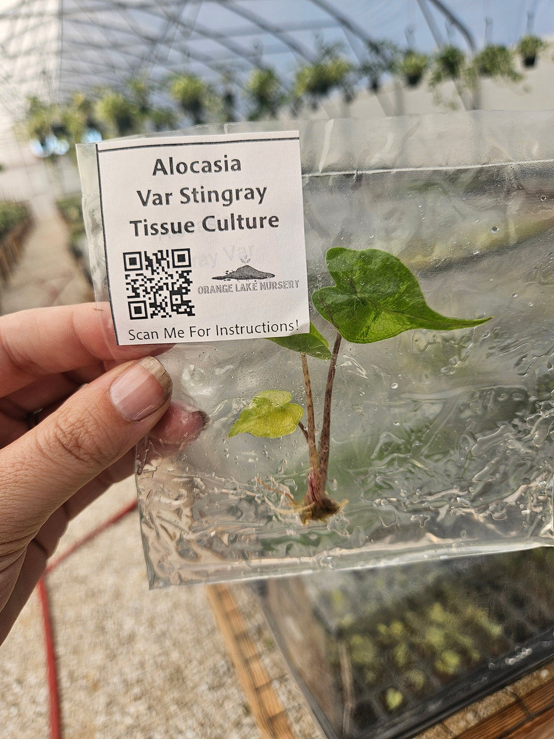 Alocasia Variegated Stingray Tissue Culture