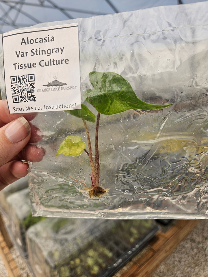 Alocasia Variegated Stingray Tissue Culture