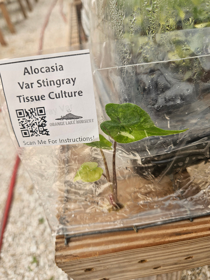 Alocasia Variegated Stingray Tissue Culture