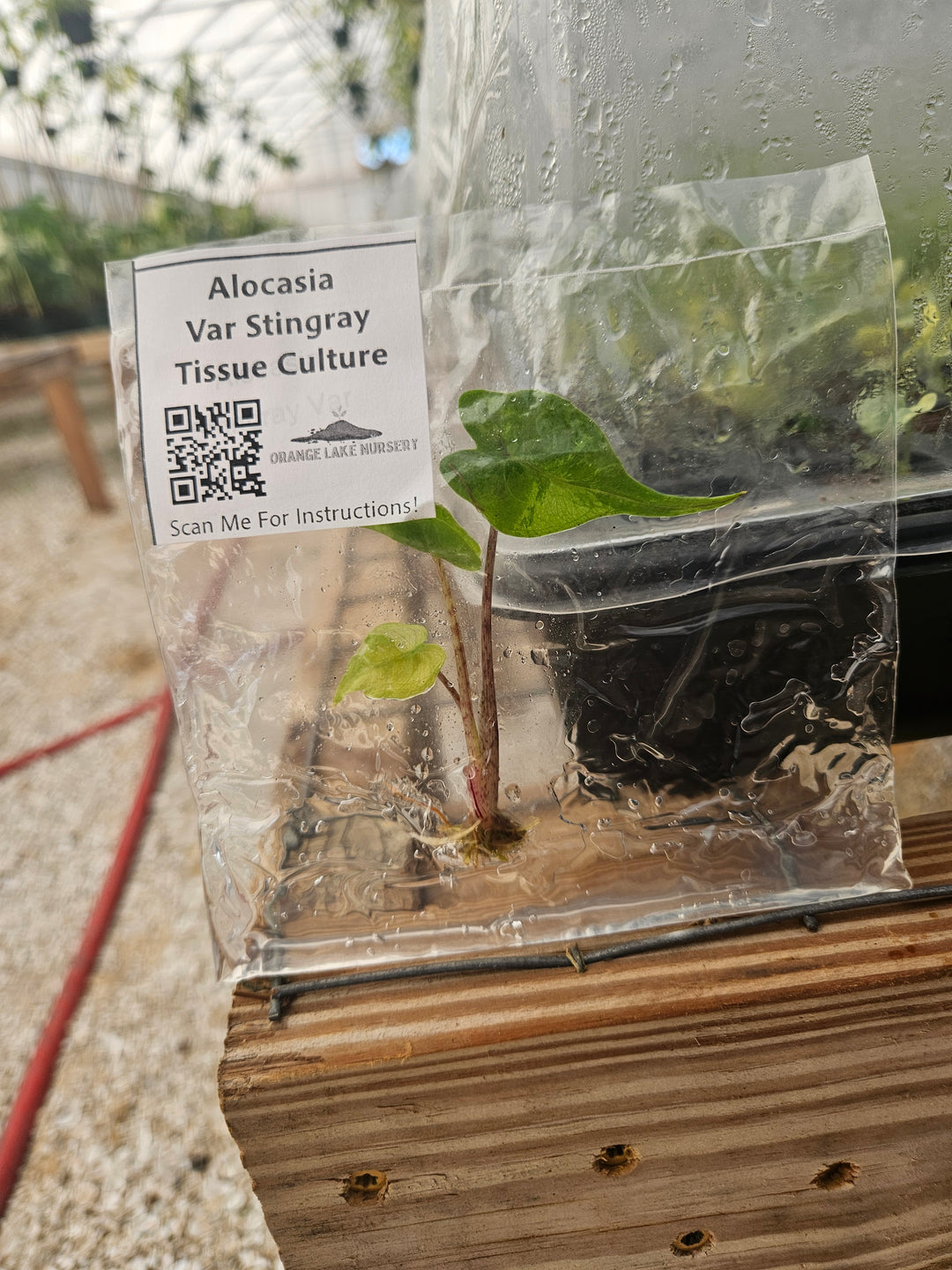 Alocasia Variegated Stingray Tissue Culture