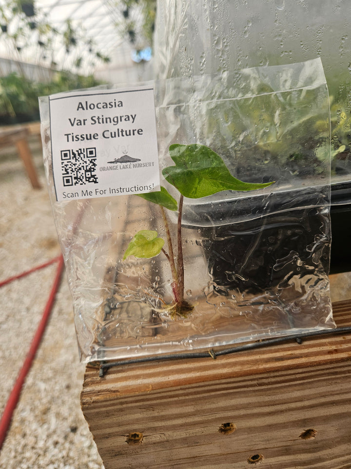Alocasia Variegated Stingray Tissue Culture