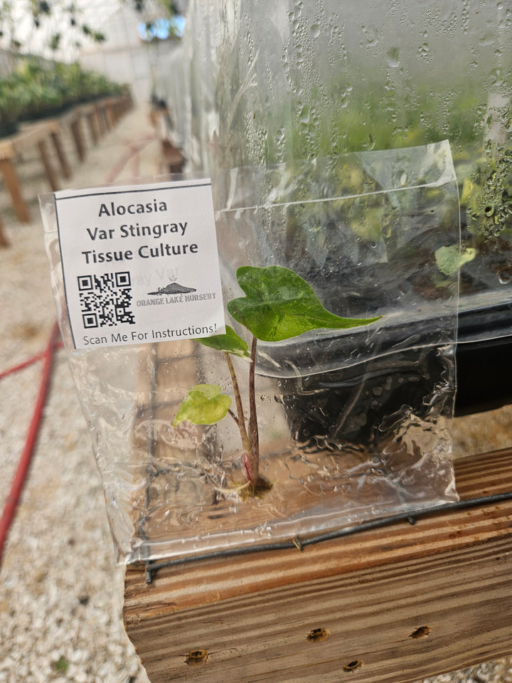 Alocasia Variegated Stingray Tissue Culture